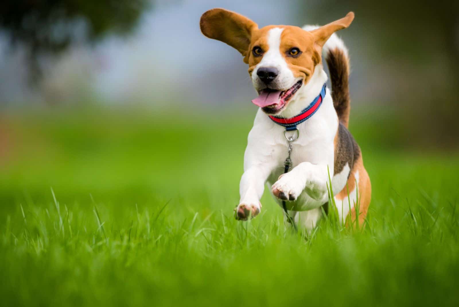 beagle running fast outdoor on the grass