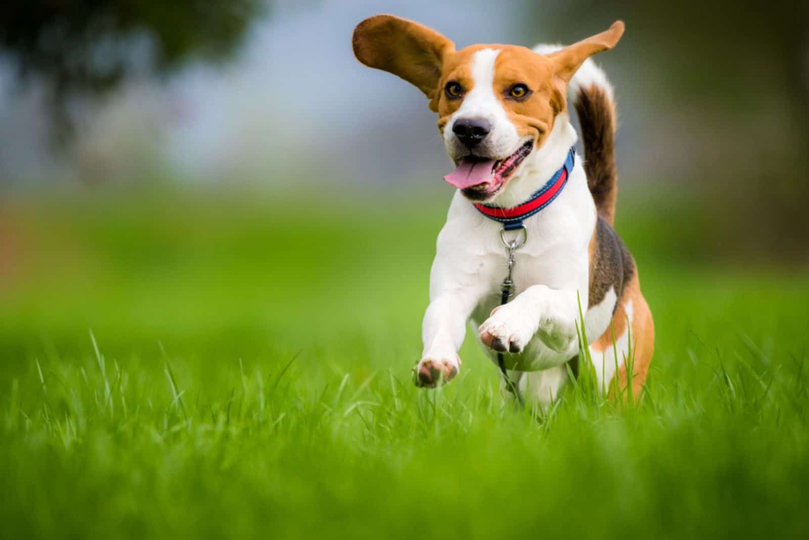 19 Things That Make Beagles One Of The Worst Dog Pets Ever