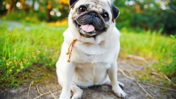 11 Reasons Why Pugs Are Ugly For Real