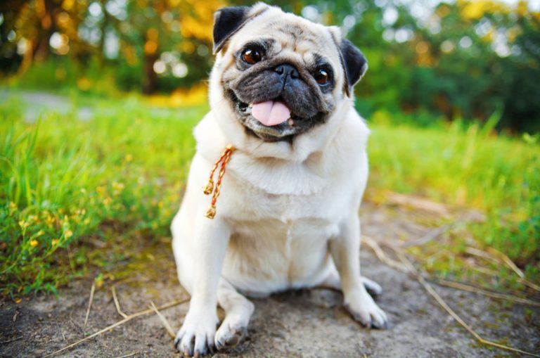 pug dog sitting on the ground