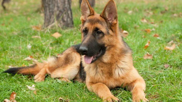 12 Reasons For Your German Shepherd Breathing Fast