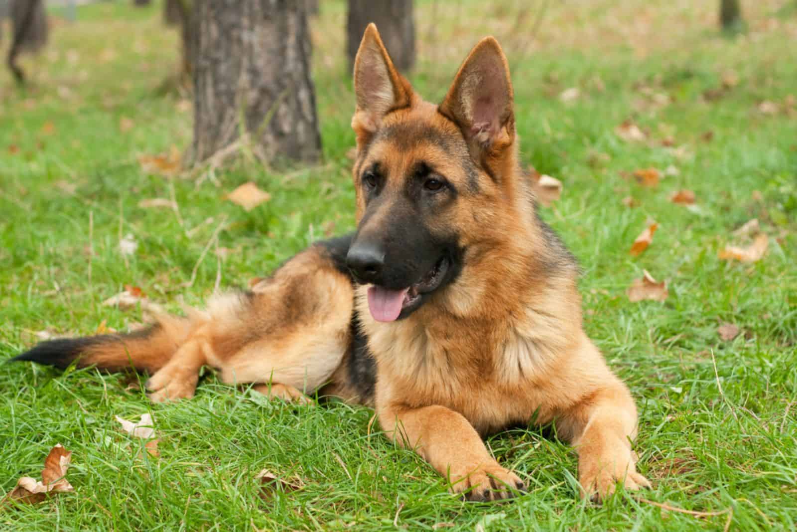 german shepherd dog laying on the green grass with tongue out