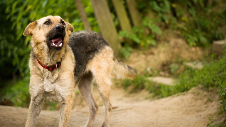 13 Answers To Why Is My German Shepherd Skinny, Fashion Ain’t One