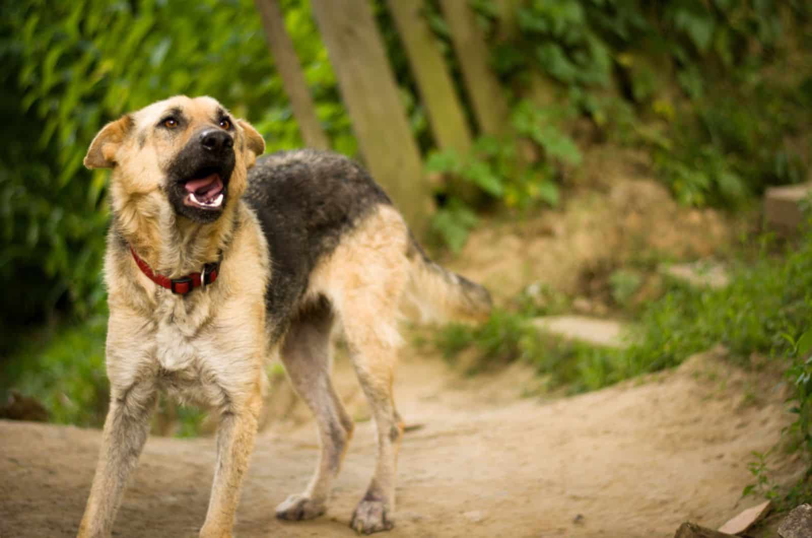 skinny german shepherd dog barking