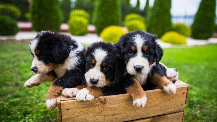 13 Dog Breeders In Minnesota – Purebred And Designer Dogs