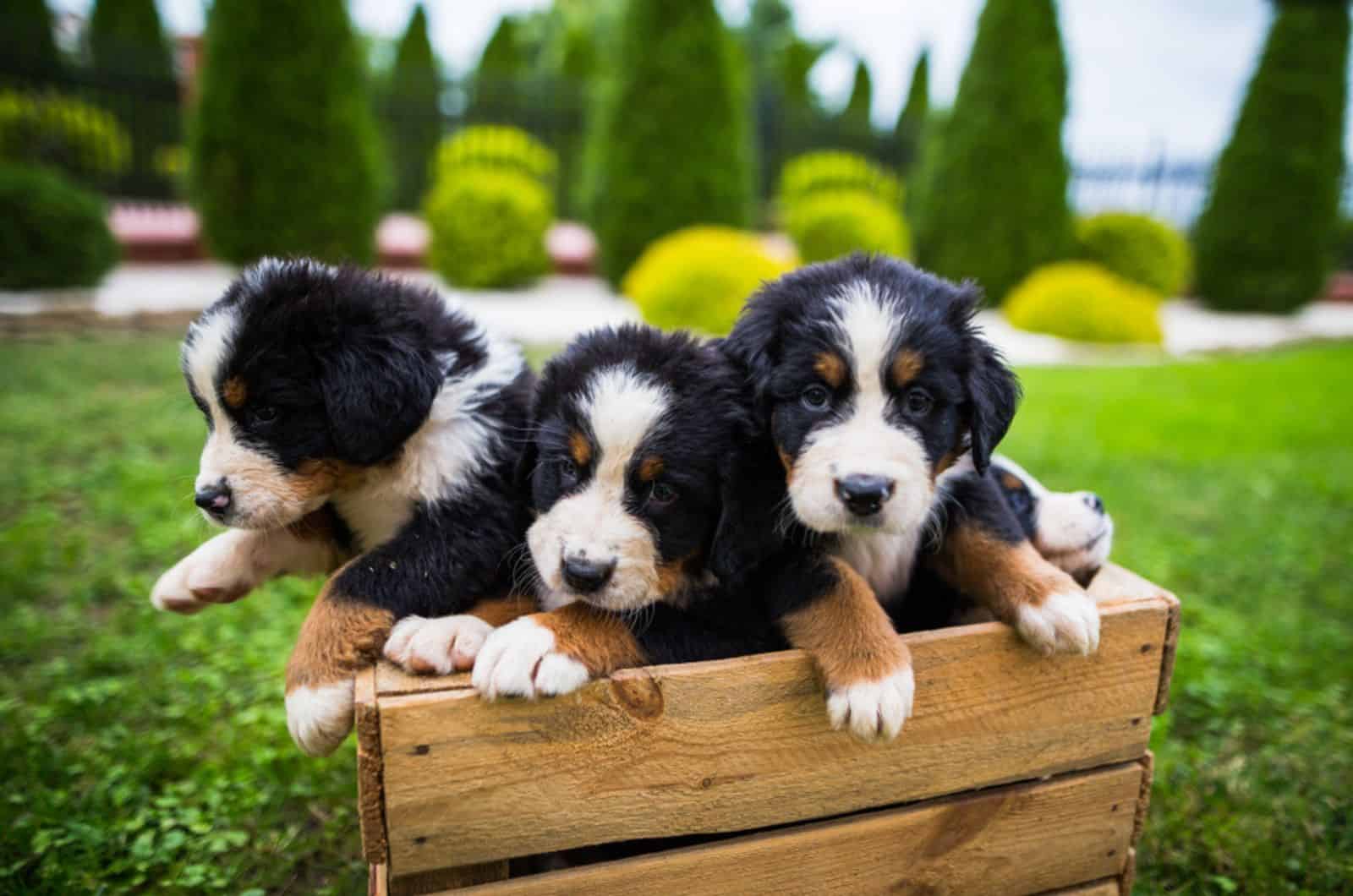 bernese mountain puppies in wooden box