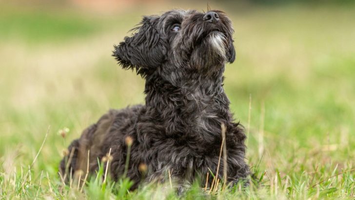 13 Dog Breeders In Wisconsin: All Trusted Sources