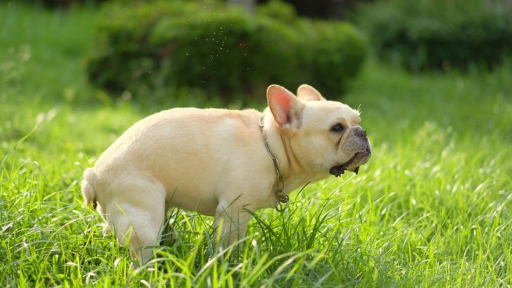 13 Reasons For Your French Bulldog Pooping Blood