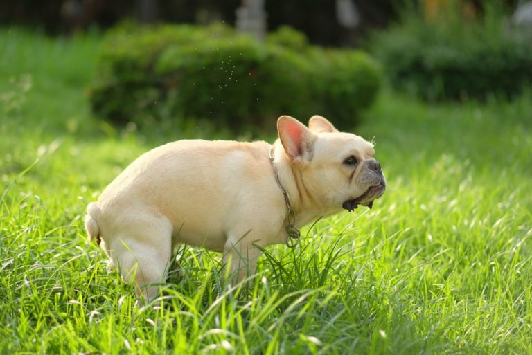 French Bulldog poops in the garden