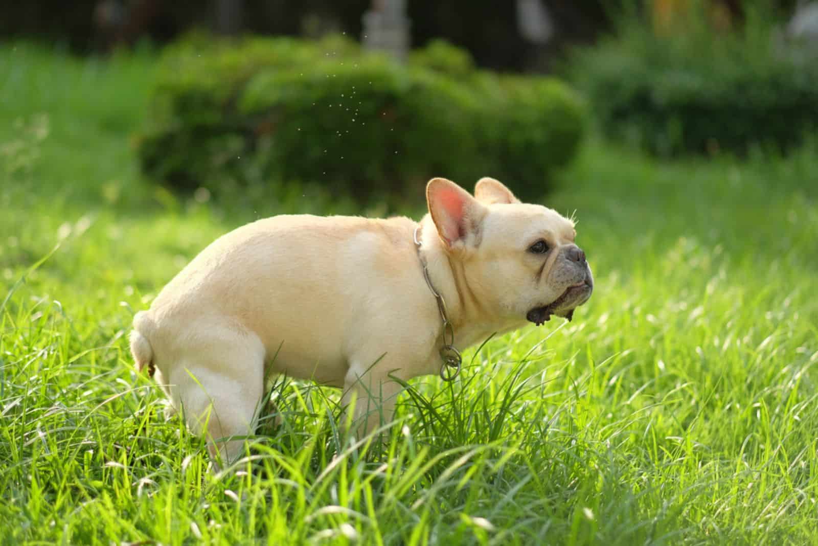 French Bulldog poops in the garden