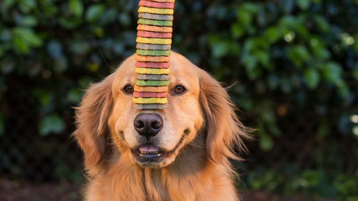 13 Reasons Why Golden Retrievers Are The Worst