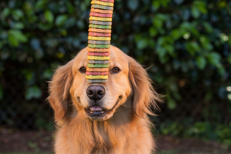 golden retriever balancing cookies on his head