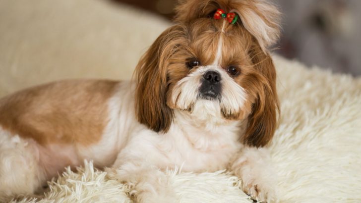 13 Reasons Why Shih Tzus Are The Worst Dogs
