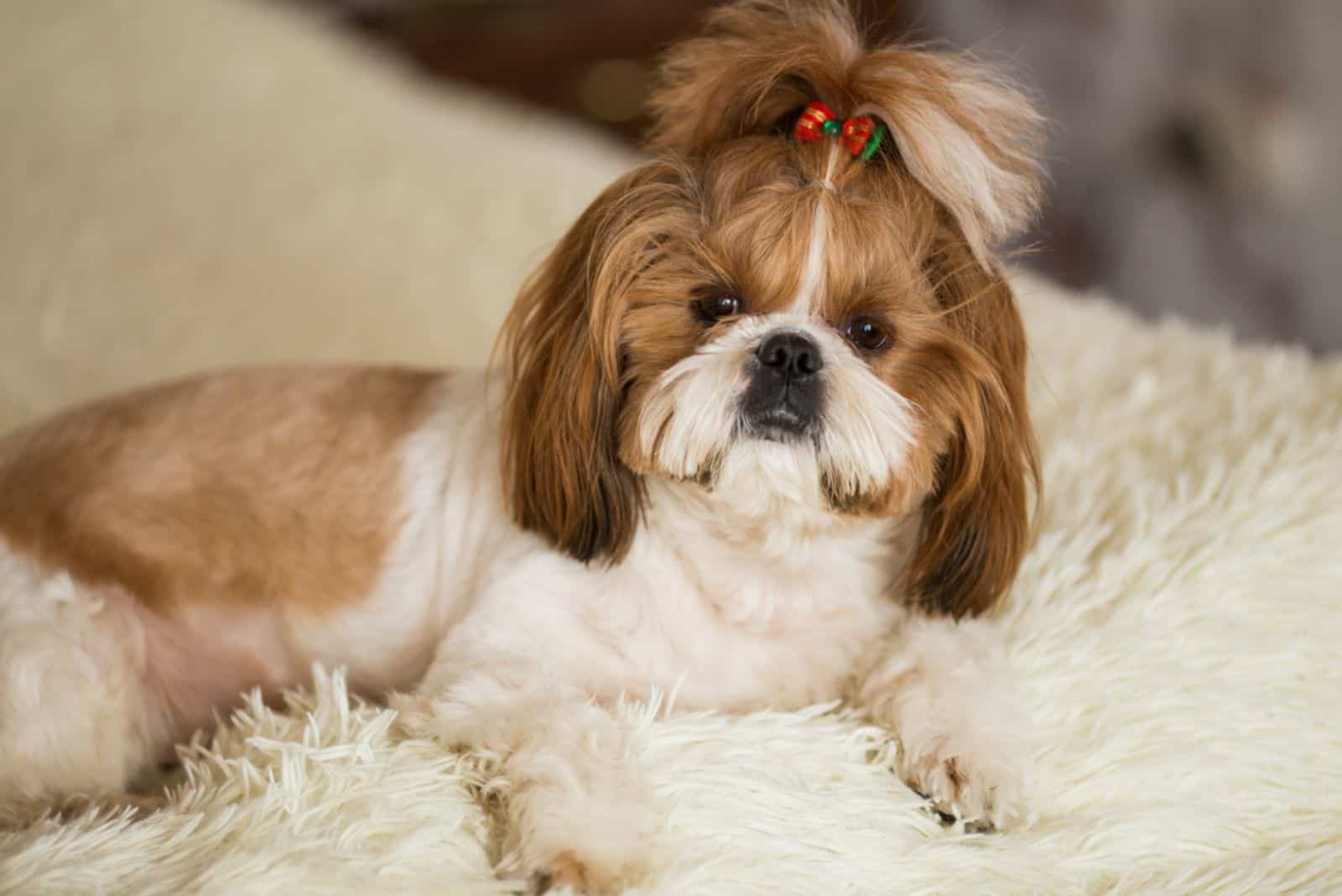 A cute Shih Tzu dog with a bow lies on the sofa at home