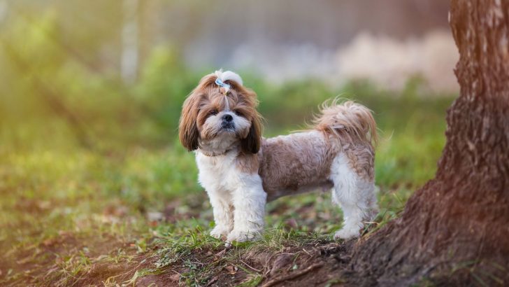13 Responsible Dog Breeders In Colorado That You Can Trust