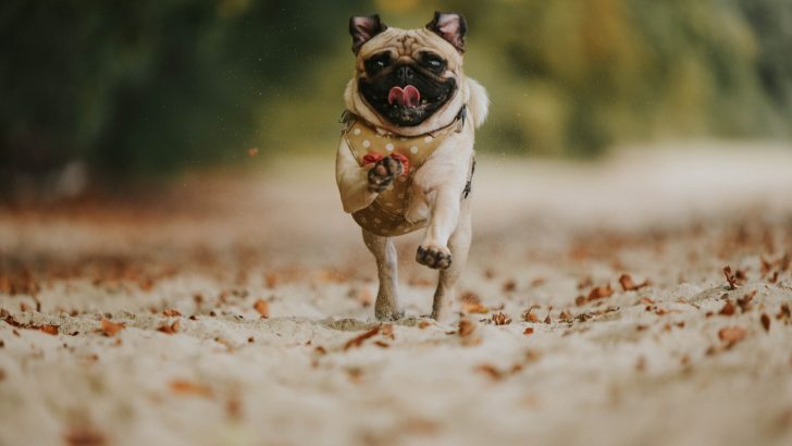 14 Reasons Why Pugs Are The Worst