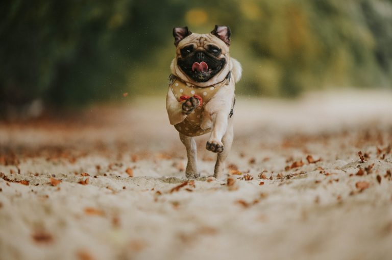 adult fawn pug running