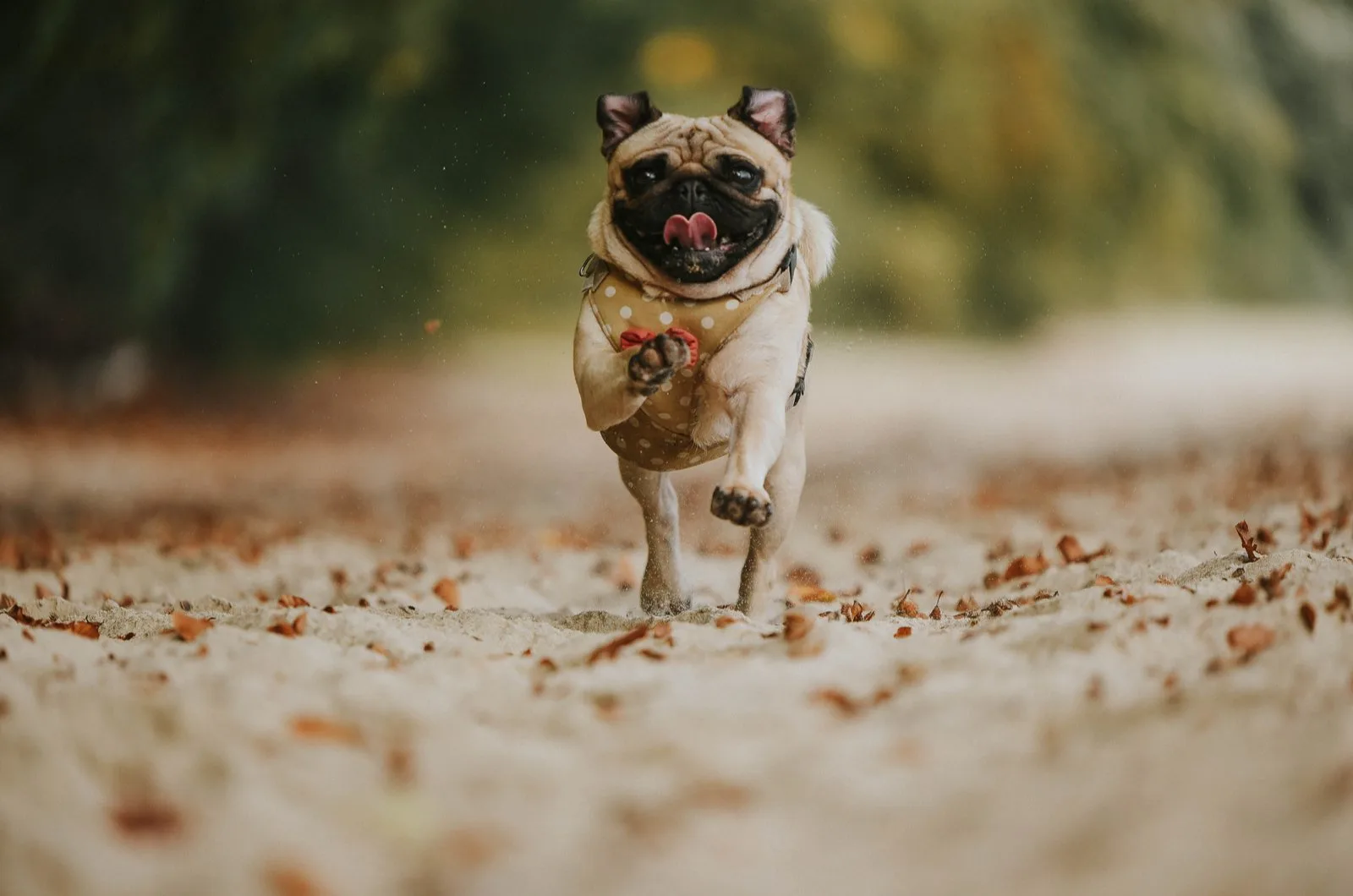 14 razones por las que los pugs son los peores