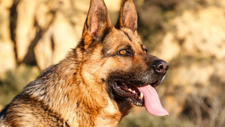 14 Signs Your German Shepherd Is Getting Old