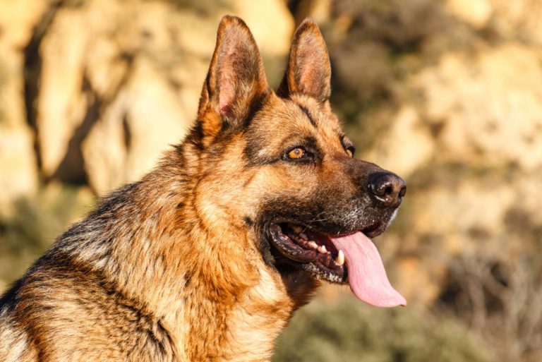 german shepherd dog in sunlight