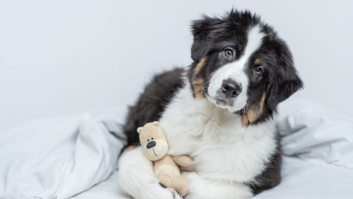 15 Best Dog Bed For Australian Shepherd Peaceful Sleep