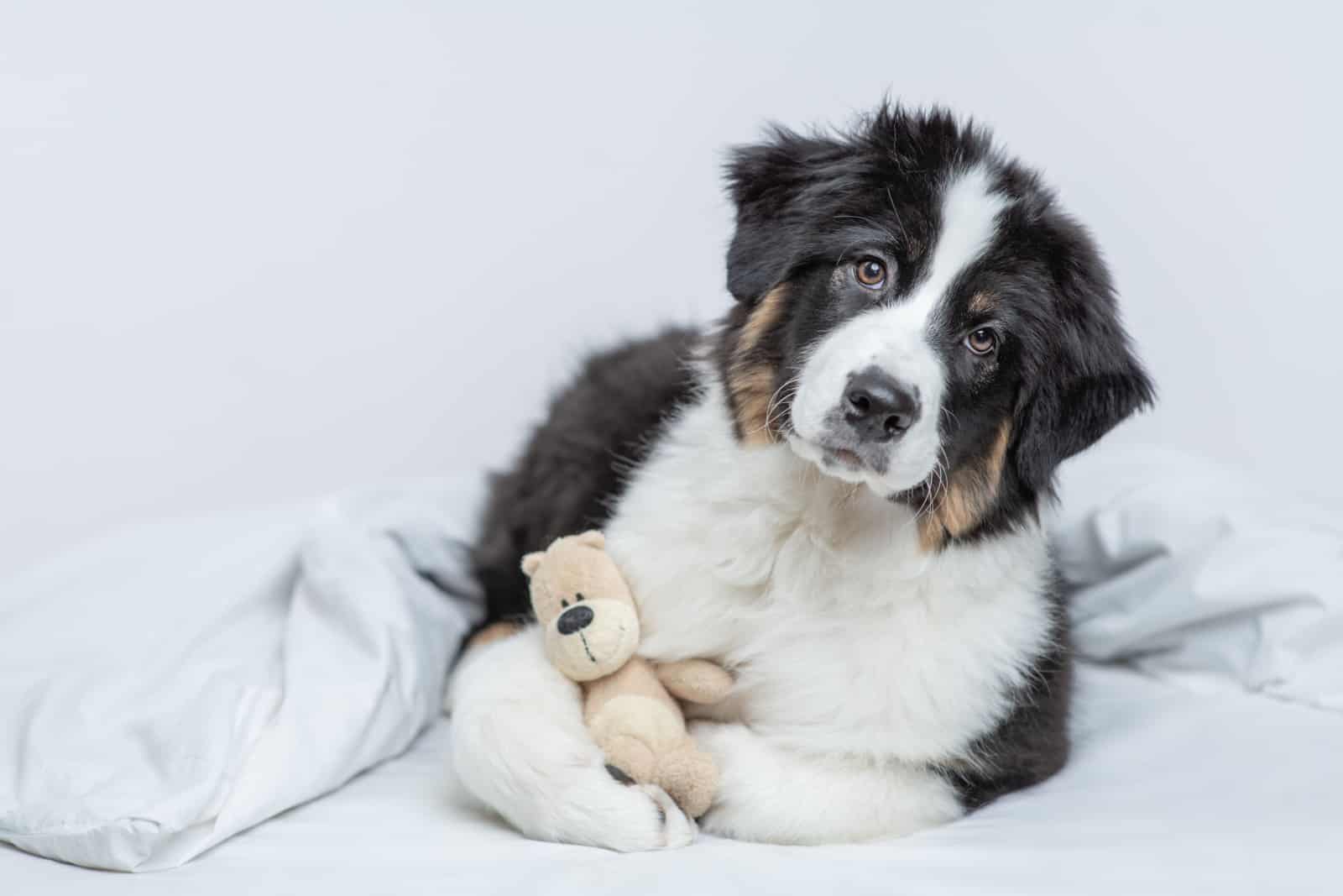 15 Best Dog Bed For Australian Shepherd Peaceful Sleep