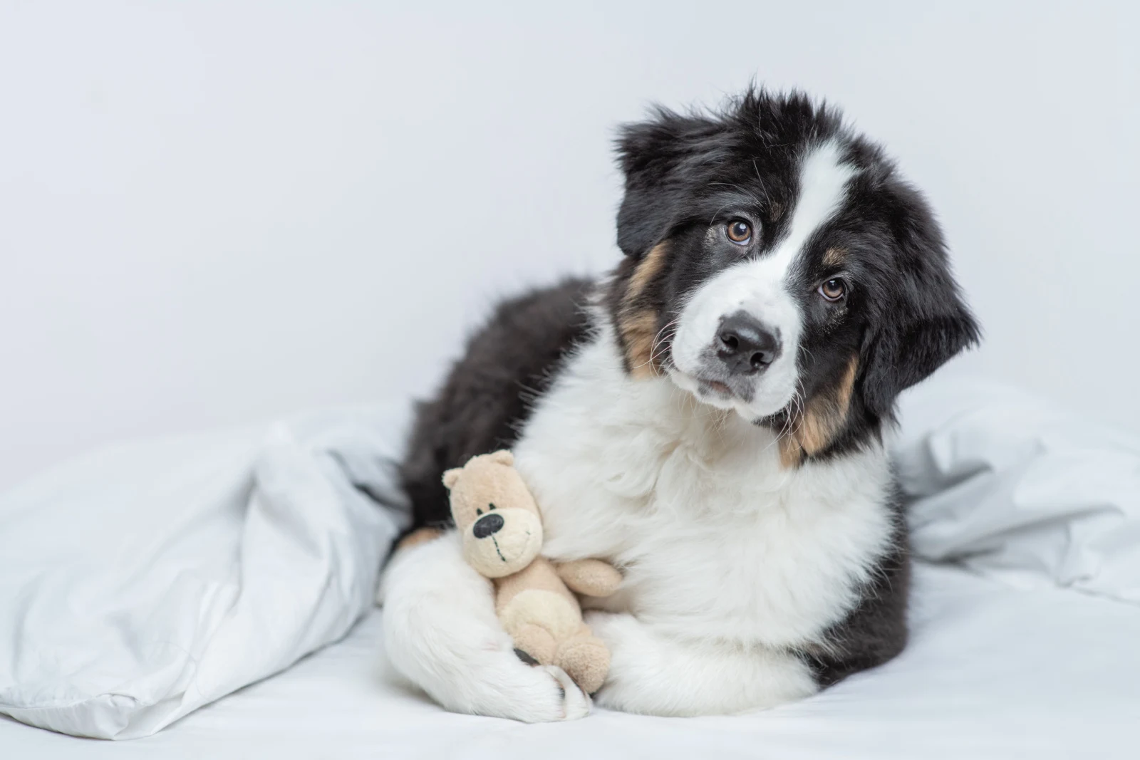 Cute Australian shepherd puppy hugs favorite toy bear on a bed at home