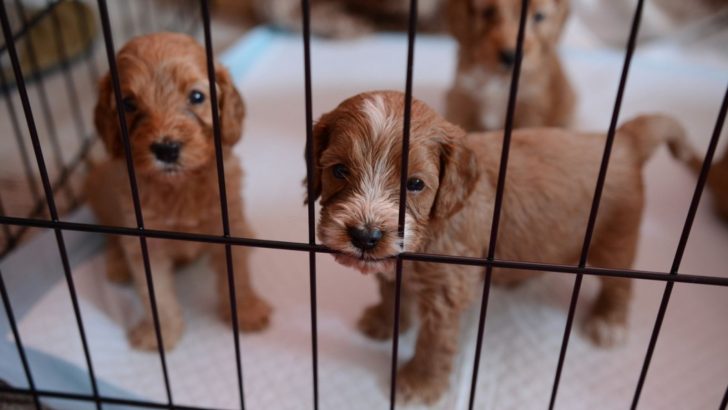 15 Dog Breeders In New Hampshire That Will Help You Find The Pawfect Pooch