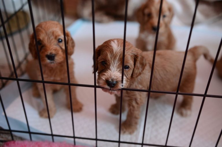 cockapoo puppies