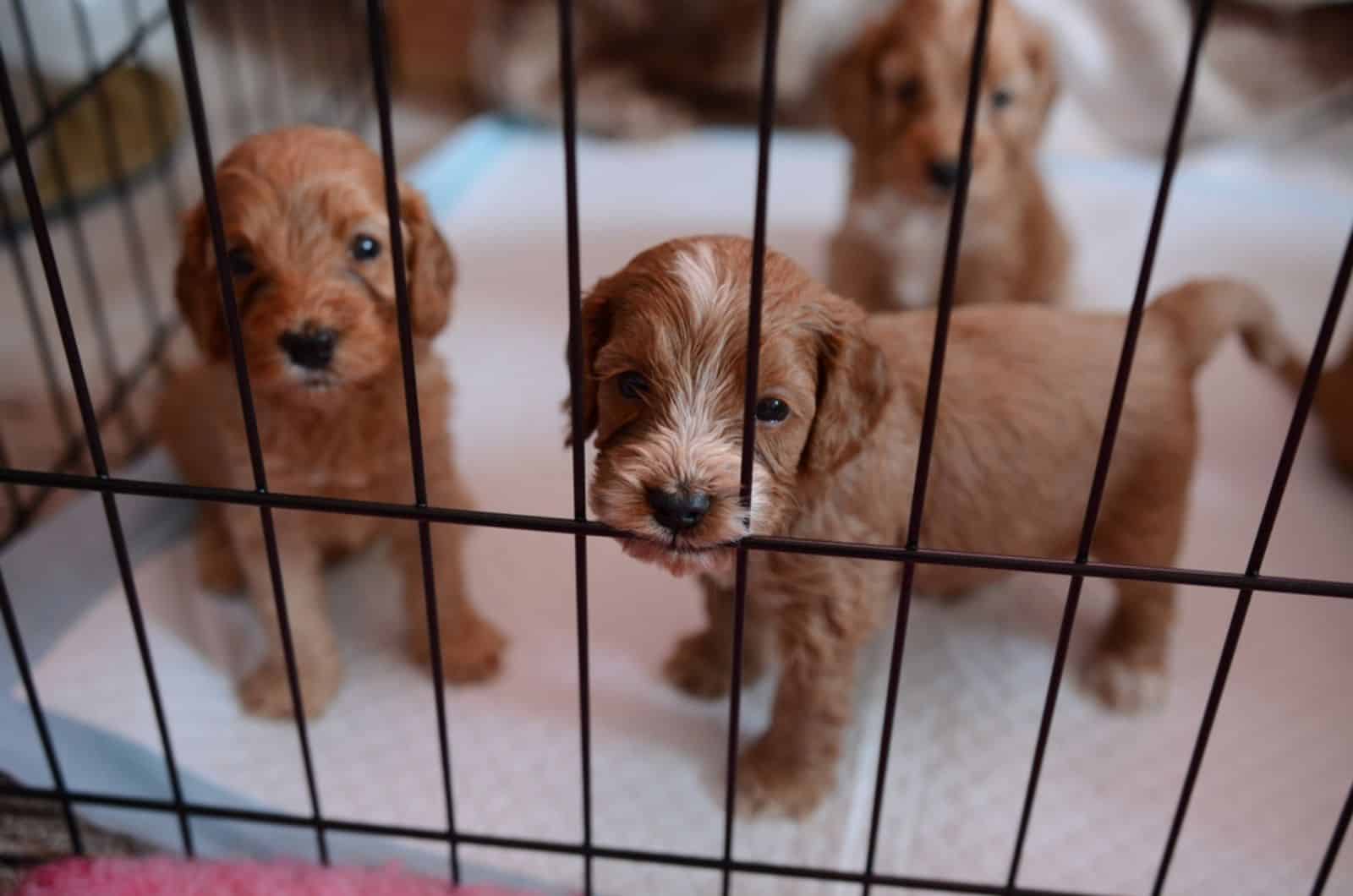 cockapoo puppies