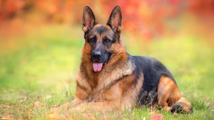 15 German Shepherd Cancer Symptoms You Need To Hear About
