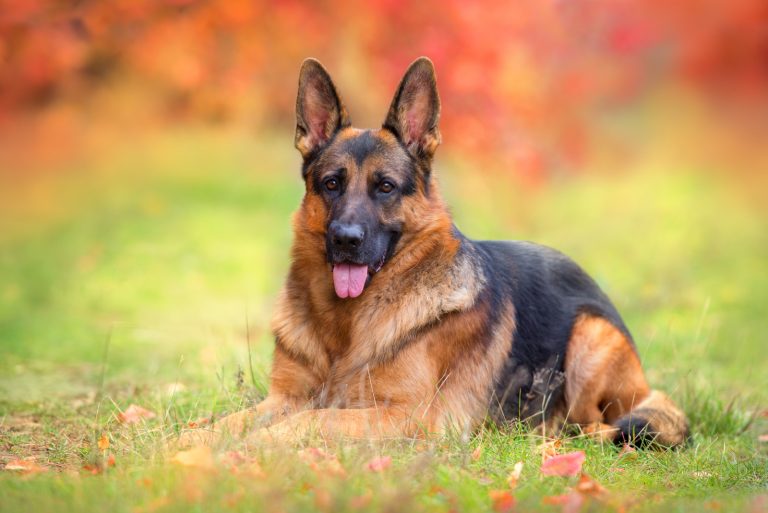 German Shepherd sitting on grass outside