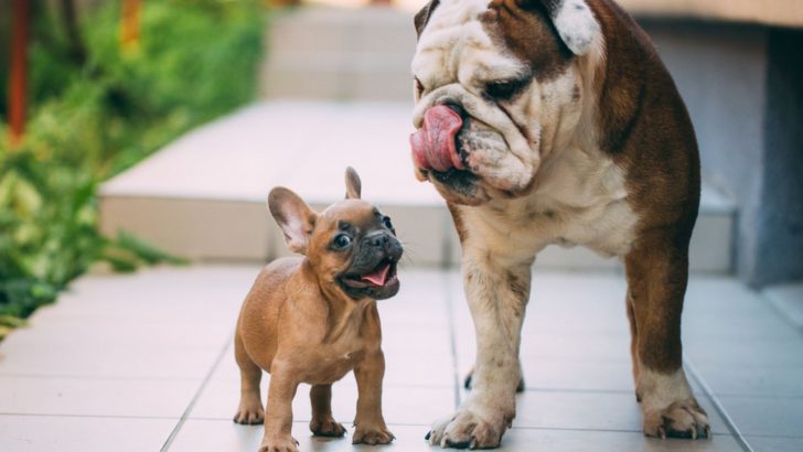17 Types Of Bulldog Breeds Explained