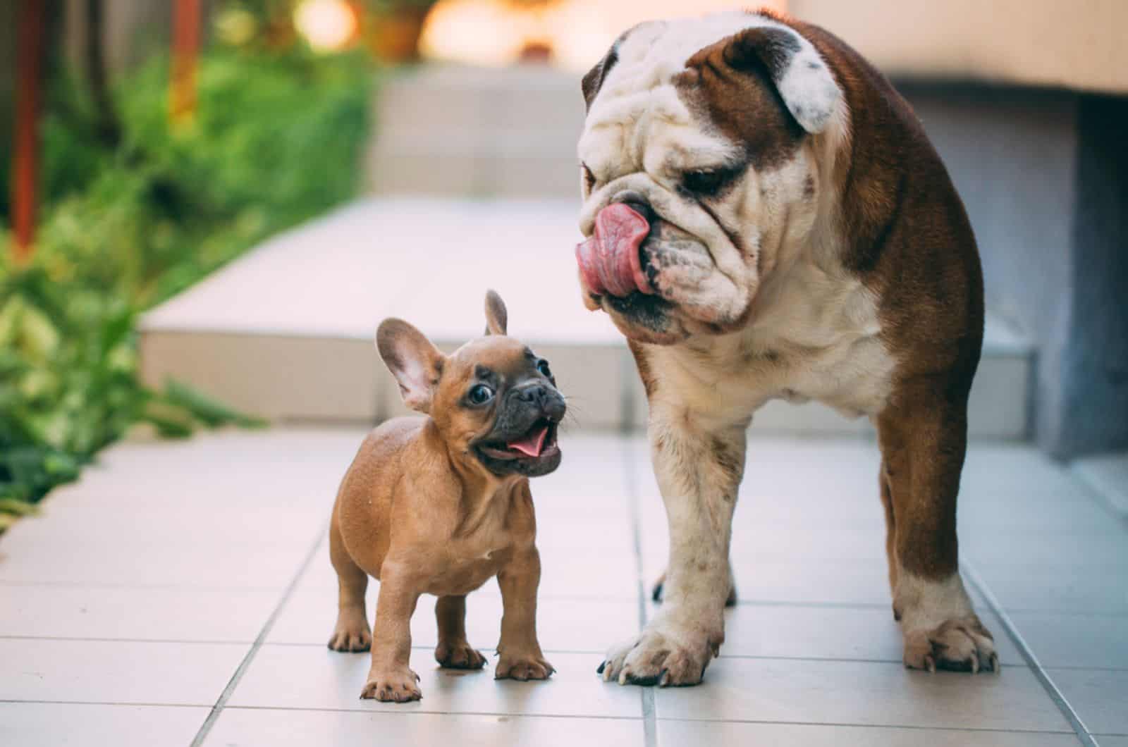 english bulldog playing with a french bulldog