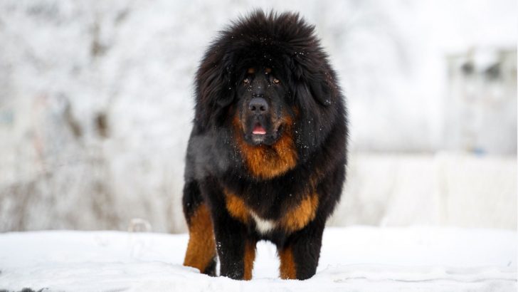 19 Black And Brown Dog Breeds For Everyone’s Taste