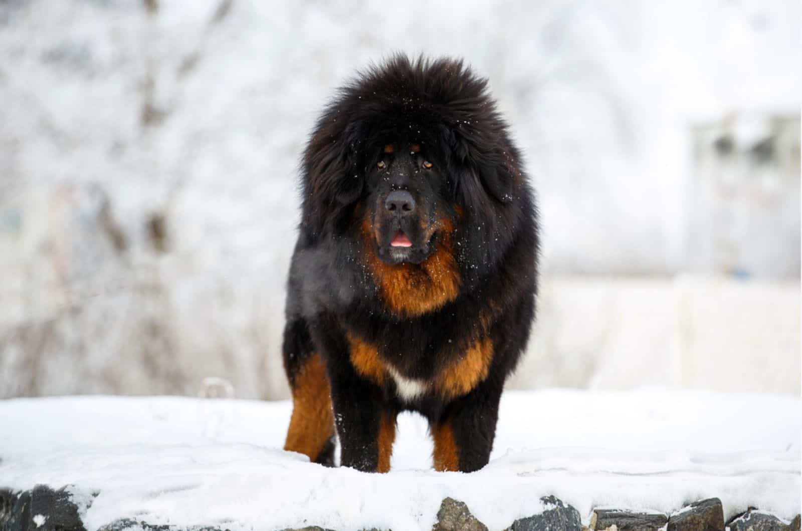 tibetan mastiff in the snow