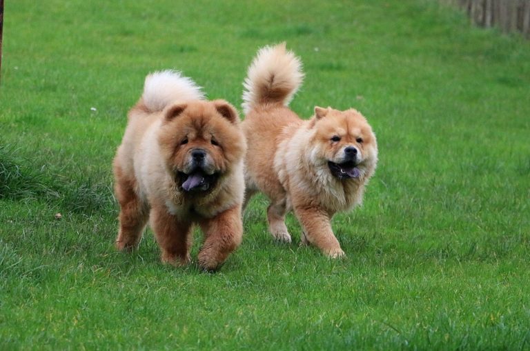 two chow chow dogs walking on a lawn