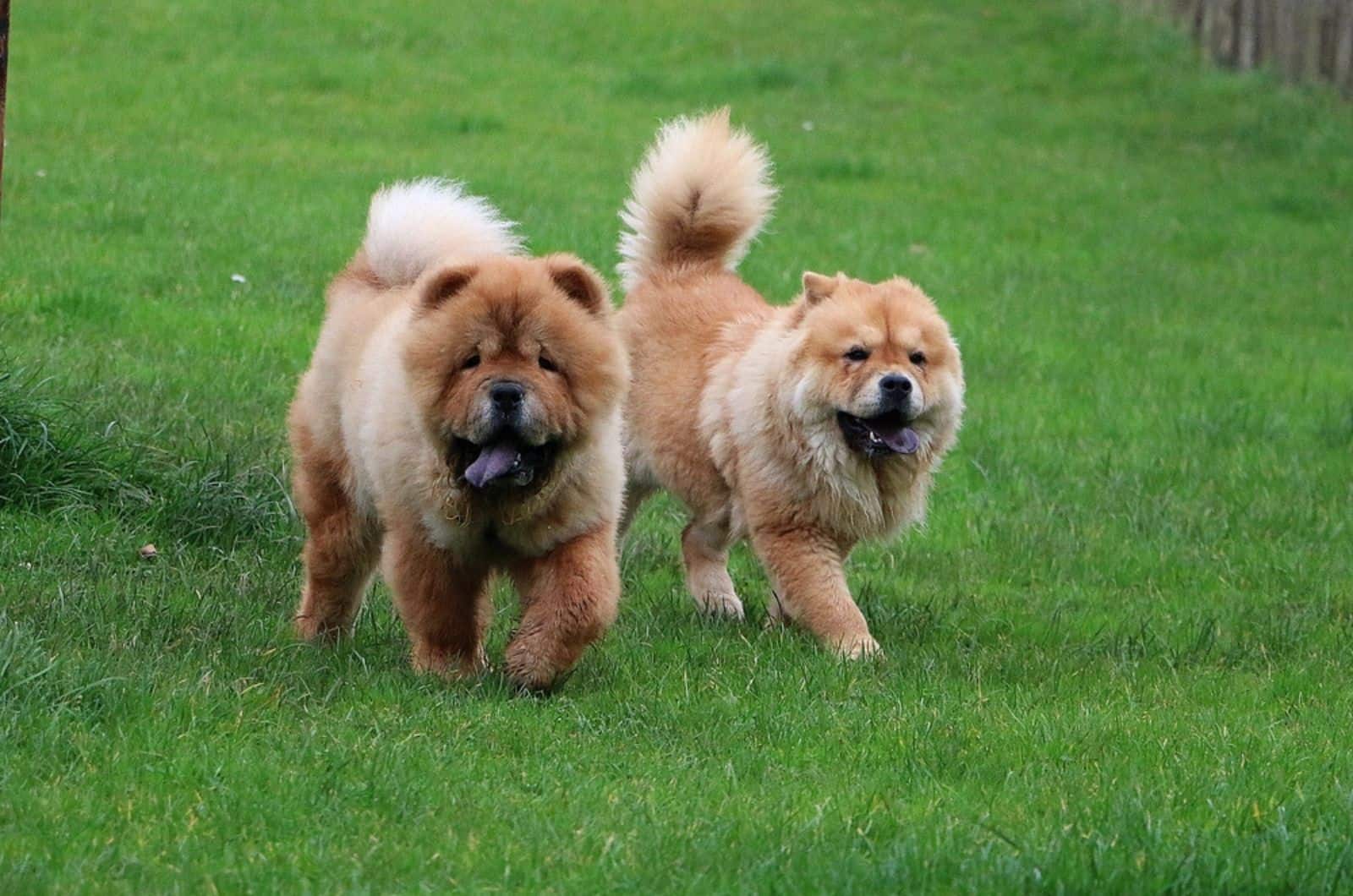 two chow chow dogs walking on a lawn