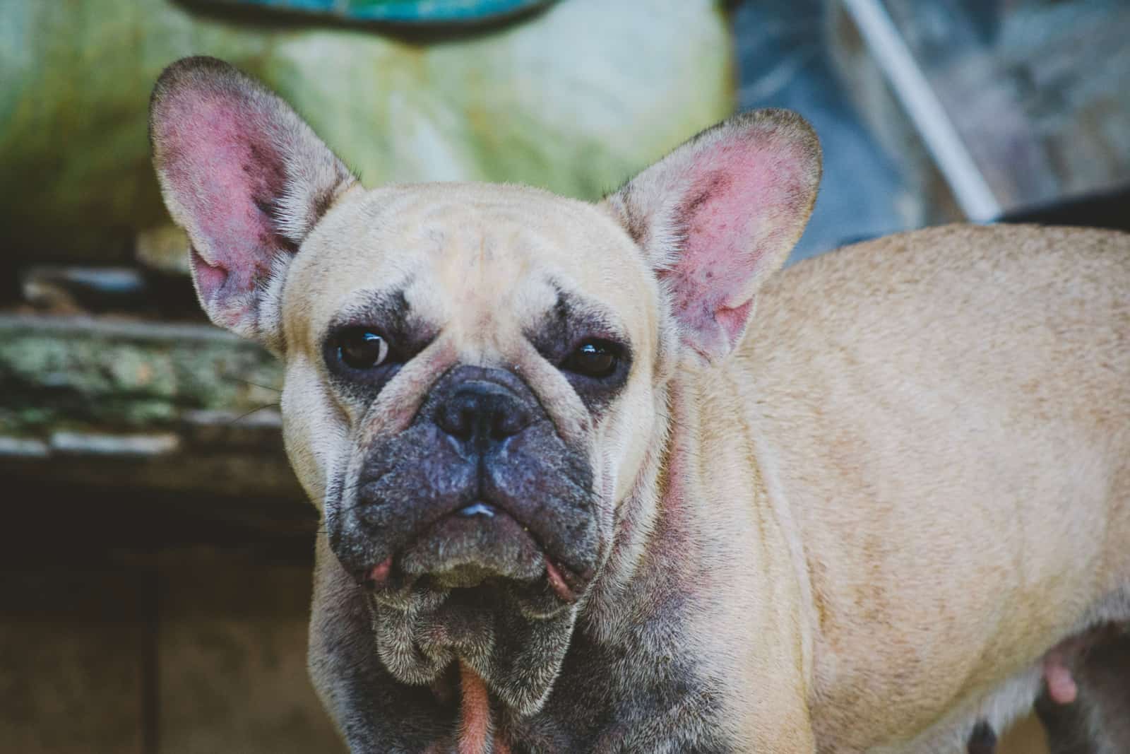 2-year-old Brown French Bulldog Breed is experiencing skin problems