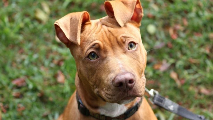 21 Dogs With Green Eyes You’ll Fall In Love With