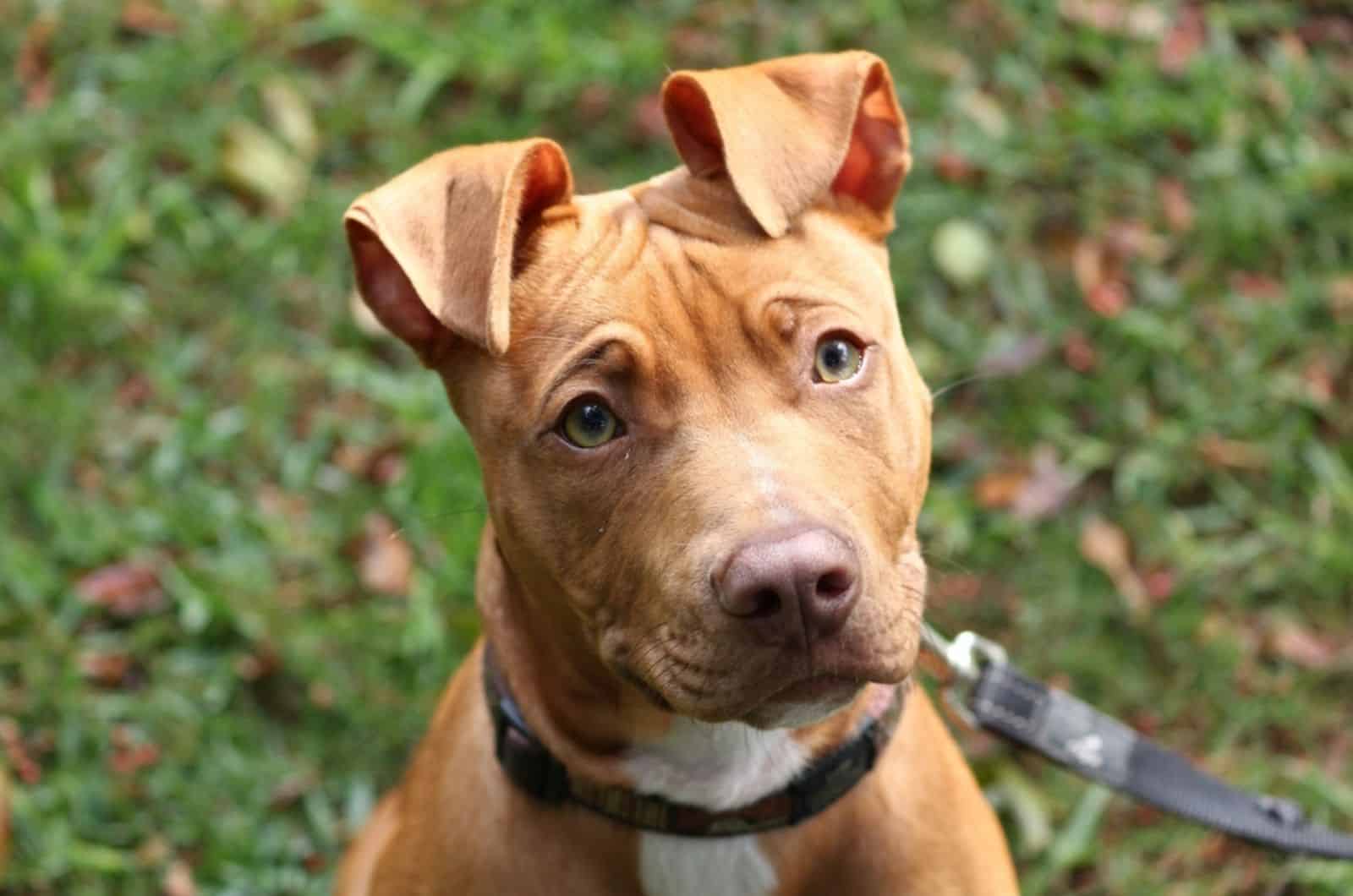 pitbull puppy with green eyes