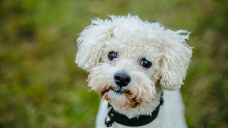 22 Small Curly-Haired Dogs You’ll Want To Cuddle