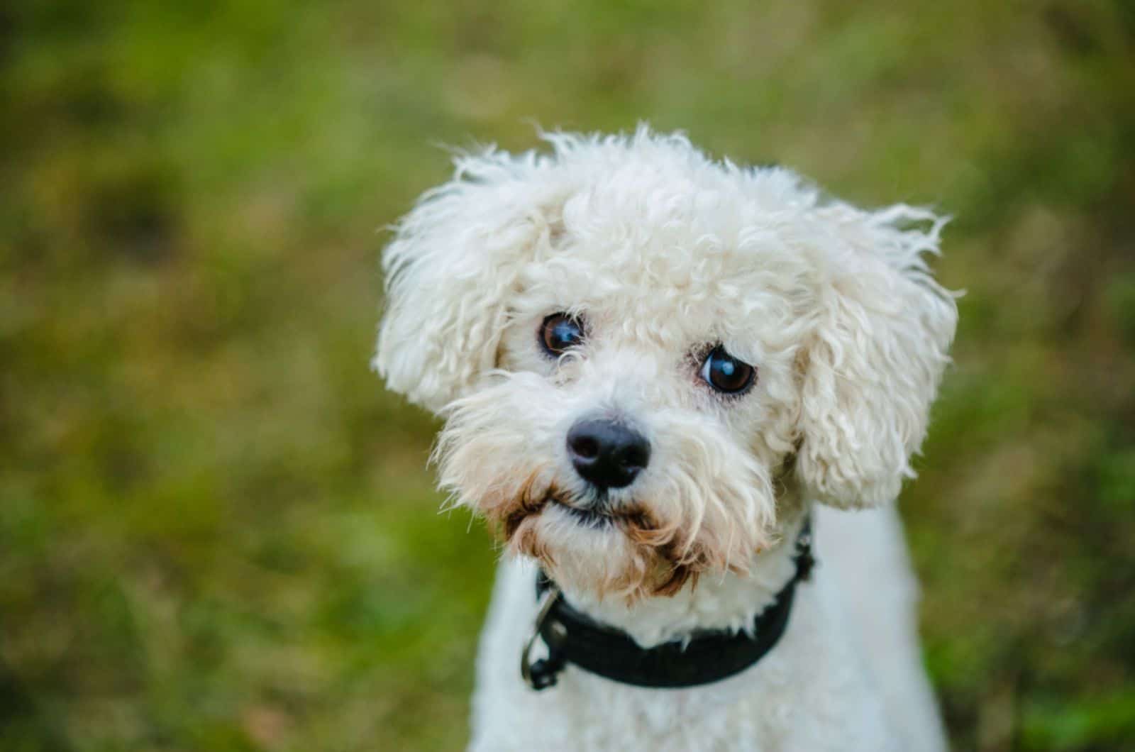 cute white furry bolognese dog