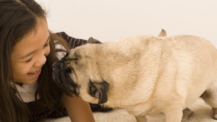 27 Least Aggressive Dog Breeds: Drumroll Please 27 Least Aggressive Dog Breeds: Drumroll Please