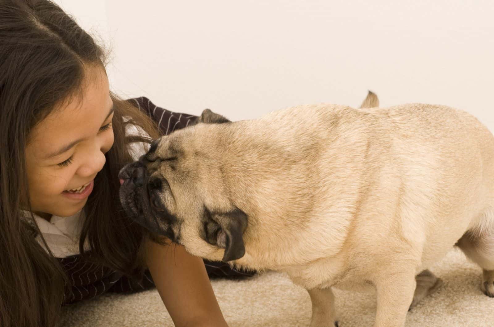 pug kissing a girl