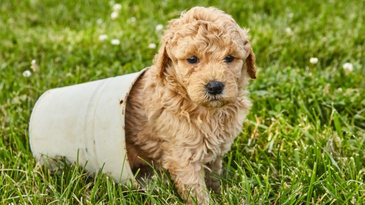 3 Reasons Goldendoodle Ear Cropping Can But Shouldn’t Be Done