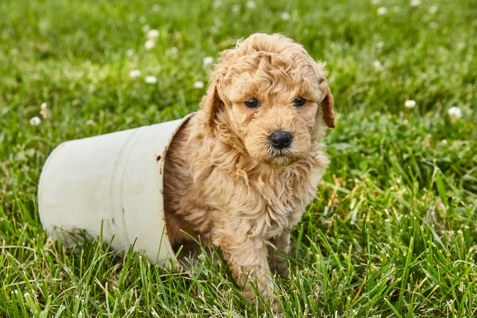 cute Goldendoodle in a bucket