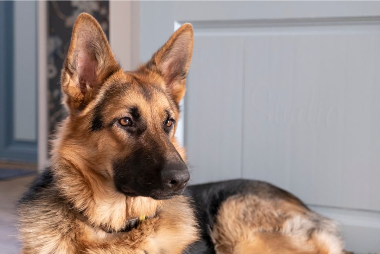 German Shepherd posing for photo