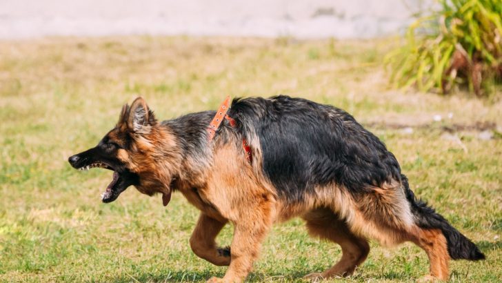 5 German Shepherd Signs Of Aggression You Should Recognize