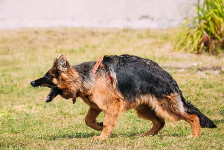 aggressive german shepherd growling outdoor